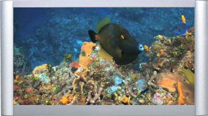 Amazon.com: BluScenes: Underwater Cozumel 1080p HD Blu-ray